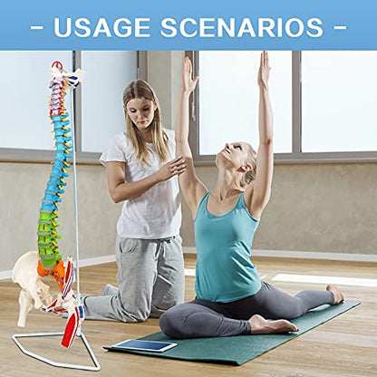 NEW HORIZON Scientific 34" Life Size Spinal Cord Model With Vertebrae, Nerves, Arteries, Lumbar Column, and Male Pelvis - Includes Stand (Good After-Sales)