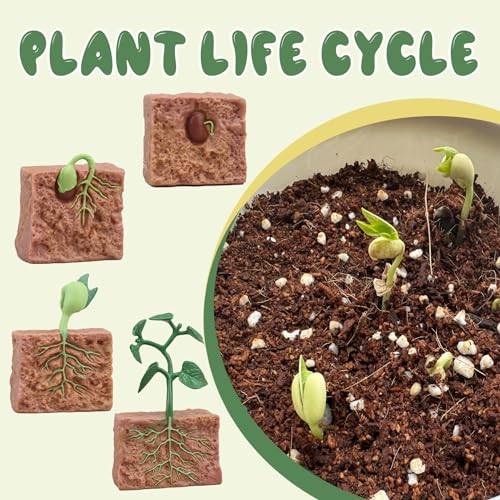 Mbrain 4 pcs Plant Growth Cycle with Flash Cards,Life Cycle Learning & Education Toys,Montessori Toys,Gift for Girl & Boy for 3 4 5 6 7 Year Old (Plant) - color: Plant