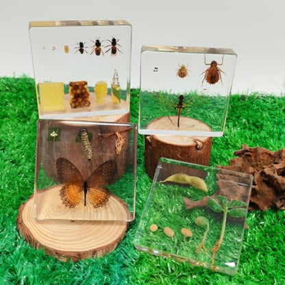 Lifecycle of Dragonfly in Resin, Real Dragonfly Specimens Block Nymph for Oddity Taxidermy Paperweight, Science Education Anatomy Model, Nature Decor Gift Mgrlfbl(Odonata) - size: Lifecycle Dragonfly