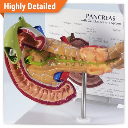 GPI Anatomicals Human Anatomy Model of Pancreas with Gallbladder and Spleen