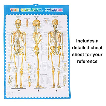 Disarticulated Human Skeleton, Human Skeleton Model for Anatomy, 62” Height