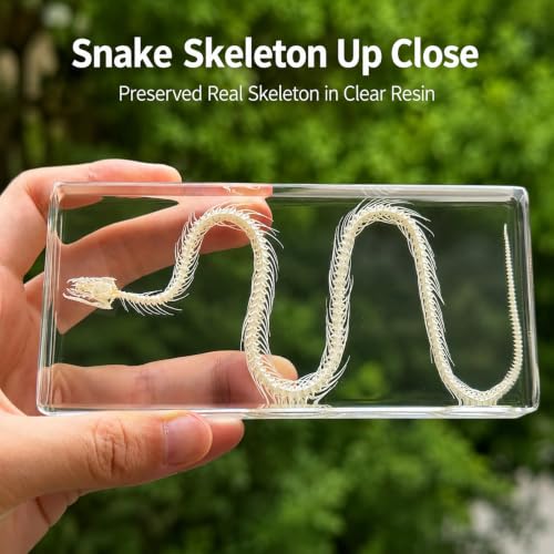 Snake Skeleton Resin Specimen - Real Snake Skeleton Preserved in Clear Acrylic Block,Biology Teaching Aid,Homeschool Science,Unique Home Office Desk,Gift (5.51×2.52×0.79 inch) - color: Snake Skeleton