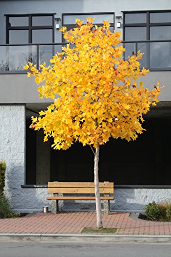 Tulip Poplar | Tree Seed Grow Kit | The Jonsteen Company