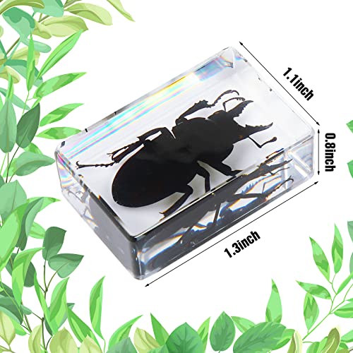 12 Pcs Insect Specimens for Kids Bug Collection Kit, Insect - style: Insect