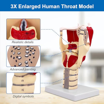 JNMFTD 3X Larynx Function Anatomy Model, Enlarged Human Pharynx Model Throat Muscle Cartilage Glottis Laryngeal Prominence Movable with Labeled Number Product Manual Card for Medical Education Study - size: 12"L x 5"W