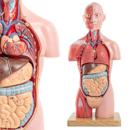 Half Life Size Human Body Model, 16 Part 17''