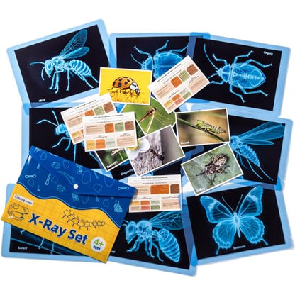 Insect Xrays – Bug Science Kit - Light Table Accessories - style: Insect Series
