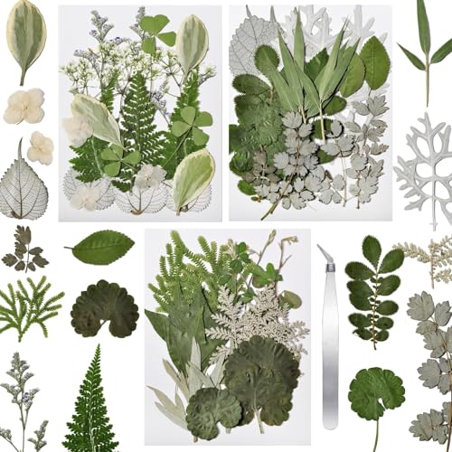 63 Pcs Pressed Leaves, 21 Styles Dried Flowers for Resin - size: 63 pcs White Leaf
