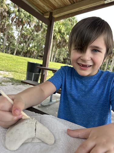 Megalodon Shark Tooth Dig Kit - Authentic Fossils Found in The USA(Megalodon Fragment Guaranteed + Lemon & Bull Shark Teeth) - Uncover Real Fossils - Perfect STEM Gift for Kids