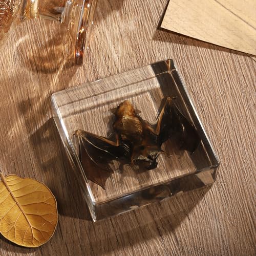 Taxidermy Bat, Real Bat Specimens Animal Specimen in Resin for Science Classroom Science Education, Great Gift for Fans of Taxidermy, Animal Skull, Oddities, Biology(3 x 3 x 1 inch) - color: Bat Specimen