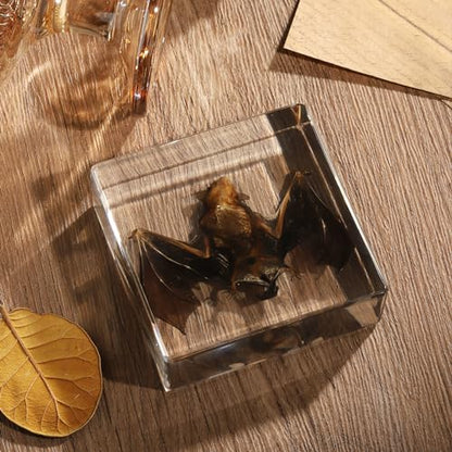Taxidermy Bat, Real Bat Specimens Animal Specimen in Resin for Science Classroom Science Education, Great Gift for Fans of Taxidermy, Animal Skull, Oddities, Biology(3 x 3 x 1 inch) - color: Bat Specimen