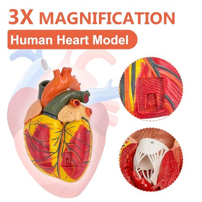 JNMFTD 3X Enlarged Anatomical Heart Model,3 Part Removable Human Heart Model with Ventricles Atria Valves Veins Artery Magnetic Assembly Colorful Number Guide for Science Classroom Cardiology Study - size: 16"L x 5"W