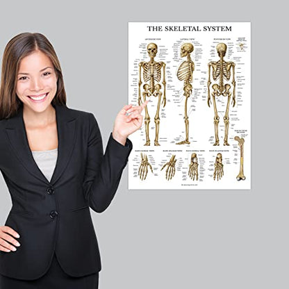 Palace Learning Muscular & Skeletal System Anatomical Poster Set - LAMINATED 2 Chart Set - Human Skeleton & Muscle Anatomy - (18" x 24") (Pack of 2) - color: LAMINATED, size: 18" x 24" (Pack of 2)