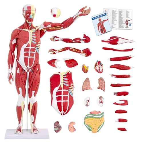 SFXYJ Human Anatomy Muscle Model, 27 Part 1/2 Life Size 33” Human Body Muscular System Model with Removable and Muscle Anatomy Includes Detailed Color Product Manual for Medical Educational Training