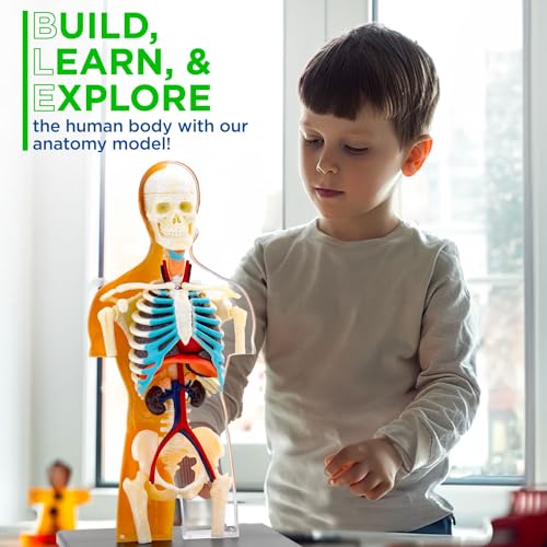Thames & Kosmos 260830 Human Body Anatomy Model Toy, Multi