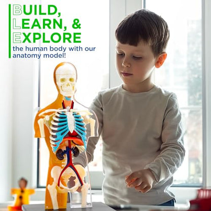 Thames & Kosmos 260830 Human Body Anatomy Model Toy, Multi