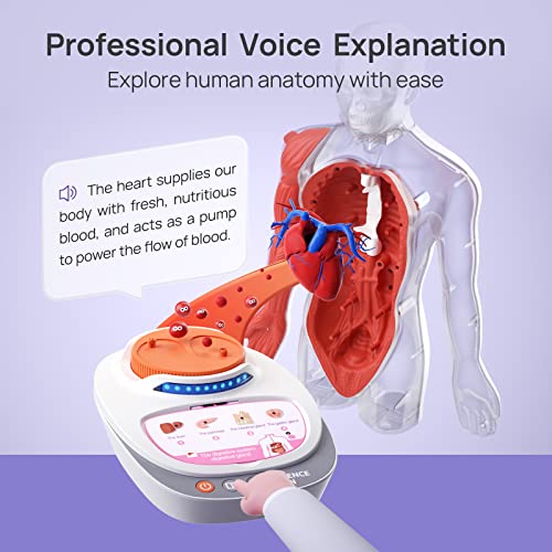Science Can Human Body Model for Kids, Interactive Anatomy Learning Toys