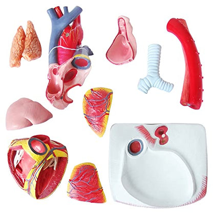 EVOTECH SCIENTIFIC Deluxe Human Heart Model with Thymus Gland & Diaphram Base, 10 Parts 1.5X Life Size Large Anatomical Heart Model for Classroom and Cardiology Study