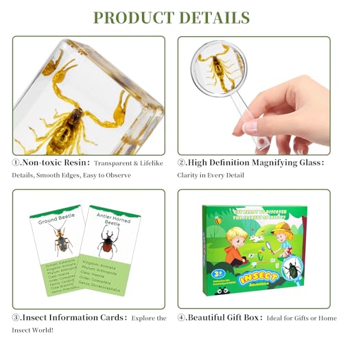 12Pcs Insect Specimens Set, Real Insect Taxidermy in Resin Specimens with Magnifier & Info Cards, Unique Science Educational Bugs, Oddities Gift - color: 12 Pcs Insect Set 1