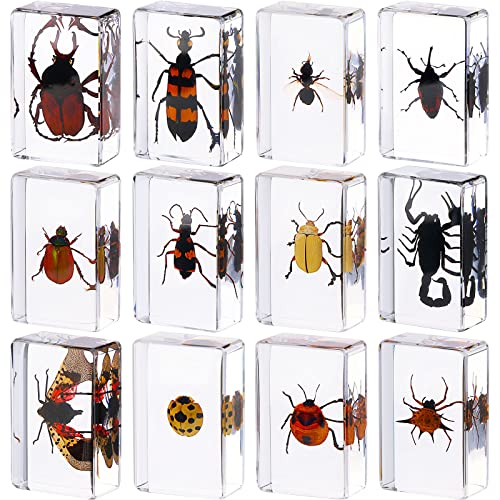 12 Pcs Insect Specimens for Kids Bug Collection Kit, Ladybug - style: Ladybug