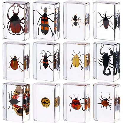 12 Pcs Insect Specimens for Kids Bug Collection Kit, Ladybug - style: Ladybug