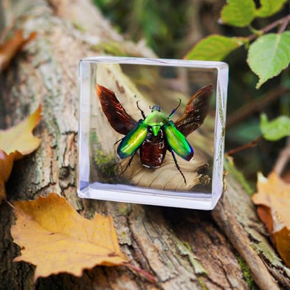 Real Insect Specimen, Taxidermy Beetle Specimen in Resin Display - color: Beetle Specimen