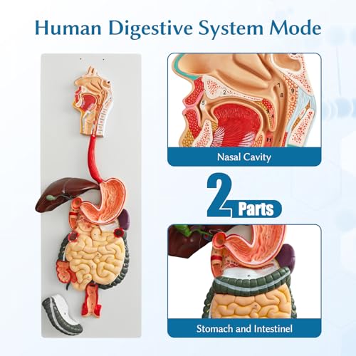 JNMFTD Human Digestive System Anatomy Model,Life Size 2 part Removable Stomach Nasal cavity Pharynx Liver Stomach Rectum Intestine with Product Manual Card Labeled Numbered for Medical Education Study
