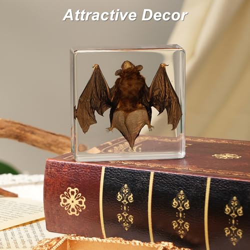 Bat Taxidermy in Resin Specimen Set for Science Education Classroom, Taxidermy Bat Collection,Oddities Animal Gift,Biology Home Décor Office Paperweight Bat in Resin (Bat) - size: Bat
