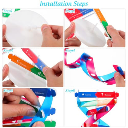 NUOBESTY DNA Model Kit Double Helix Structure Model, 13 in Assembling Biology Teaching Aid with Stand, Color-Coded Base-Pairing A-T G-C, STEM Classroom Science Fair Display for Ages 12+ (Pack of 2) - size: 37.00X11.60X11.60CM (Pack of 2)