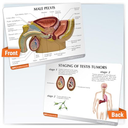 GPI Anatomicals Human Anatomy Model of Male Pelvis with Testicles - style: Male Pelvis with Testicles