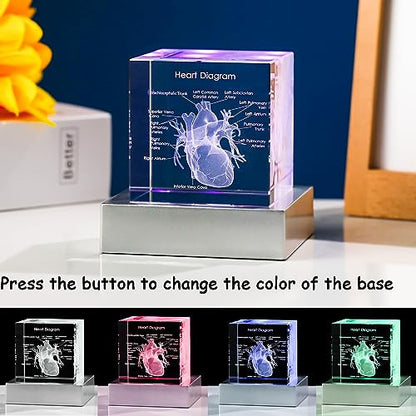 Movdyka 3D Crystal Human Heart Model Doctor Gifts for Men Women - color: Heart