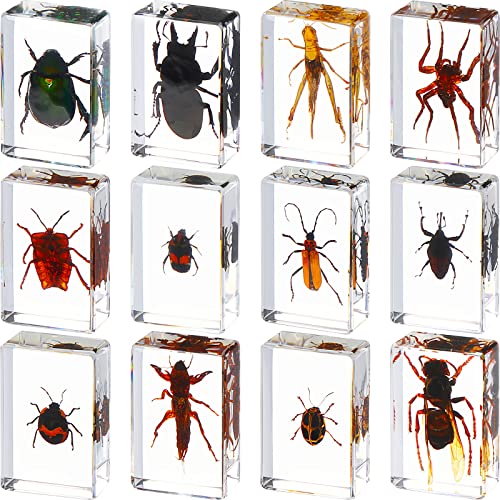 12 Pcs Insect Specimens for Kids Bug Collection Kit, Insect - style: Insect
