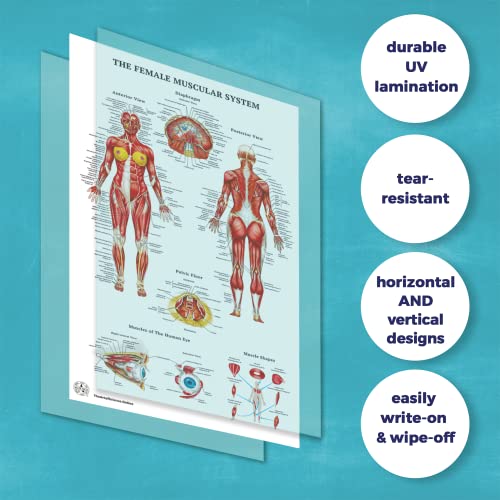 12 Human Anatomy Posters - Medical Posters 18x30 - Laminated Poster