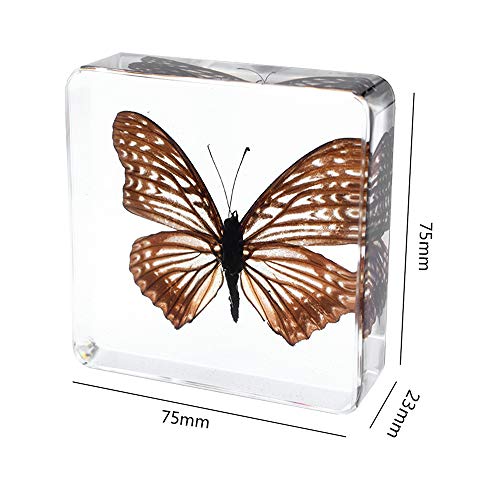 Real Insect Butterfly Specimen Paperweight Animal Taxidermy Collection Display Sciecne Classroom Specimen for Science Education (Butterfly 15) - color: Butterfly 15