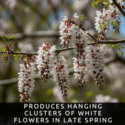 50 Black Locust Tree Seeds for Planting – Robinia pseudoacacia, Fast Growing Nitrogen Fixing Tree, Fragrant White Flowers, Rot Resistant Hardwood, Cold Hardy Outdoor Shade Tree