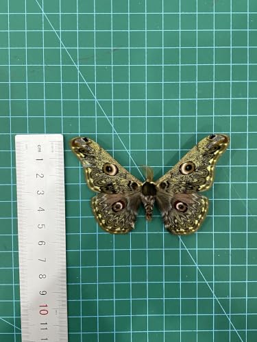 Real Caligula Anna Moth Unmounted Open Wings Taxidermy Specimen Art BU-133 - color: 1 Butterfly #133