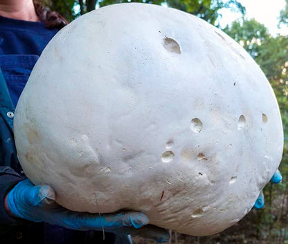 Giant Puffball Mushroom Spores in Grains – Calvatia Gigantea for Planting