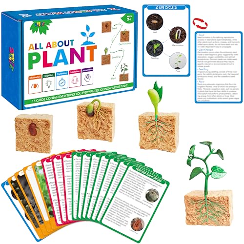 15 Plant Life Circle Flashcards with 4 Plastic Figurines-Seed to Plant, Plants Introduction Card Plants Growth Details for Nature Lovers & Adults, Montessori Toy for Kids - style: Plant
