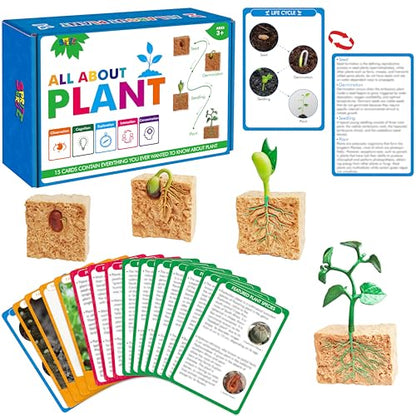 15 Plant Life Circle Flashcards with 4 Plastic Figurines-Seed to Plant, Plants Introduction Card Plants Growth Details for Nature Lovers & Adults, Montessori Toy for Kids - style: Plant