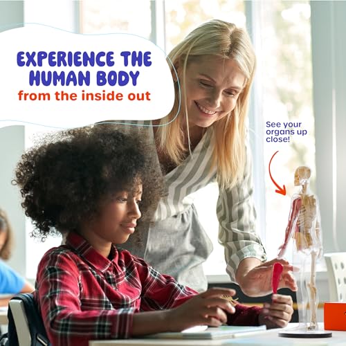 Human Anatomy Squishy Body Model - STEM Science Kits for Kids Ages 8 Years