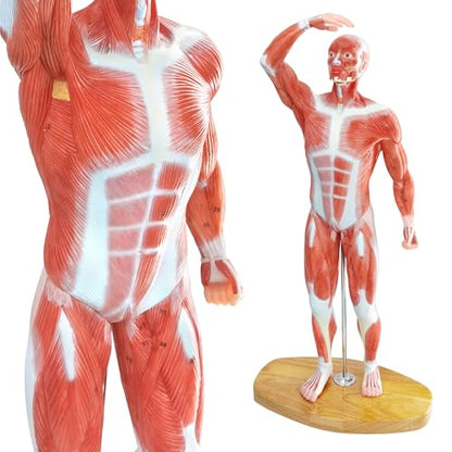 Miniature Human Muscle Anatomical Model - 1/3 Life-Size Numbered
