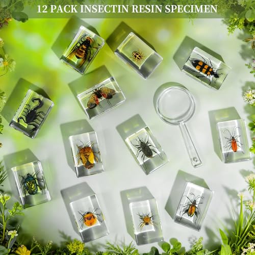 12Pcs Insect Specimens Set, Real Insect Taxidermy in Resin Specimens with Magnifier & Info Cards, Unique Science Classroom Science Education Animal Specimens, Bug Preserved, Oddities, Biology - color: 12 Pcs Insect Set 2