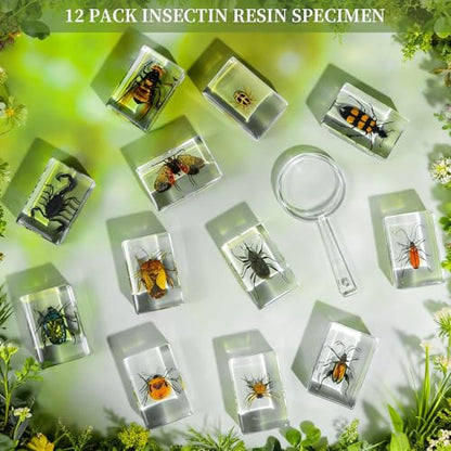 12Pcs Insect Specimens Set, Real Insect Taxidermy in Resin Specimens with Magnifier & Info Cards, Unique Science Classroom Science Education Animal Specimens, Bug Preserved, Oddities, Biology - color: 12 Pcs Insect Set 2