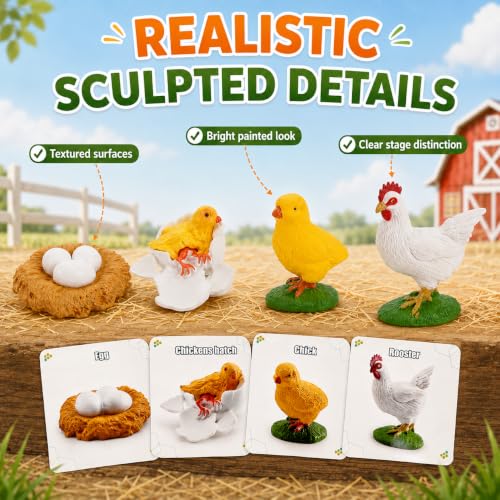 Montessori Life Cycle Animal Figures with Flash Cards, Lifelike Animal Growth Cycle Biological Model Set (Rooster) - style: Rooster