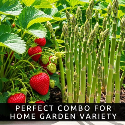 Asparagus & Strawberry Grow Kit – 20 Plants, 2 Asparagus Varieties & 2 Strawberry Varieties – Mary Washington, Purple Passion, All Star, Seascape – Easy Home Gardening