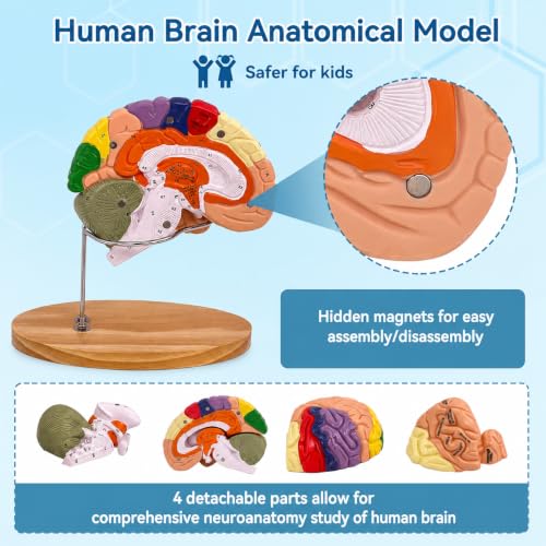 DSFGFRR Human Brain Model 2X Life‑Size, Brain Anatomy Model for Neuroscience, 4‑Part Detachable 3D Brain Model with Laser‑Engraved Labels and Stand for Psychology Neuroscience Learning