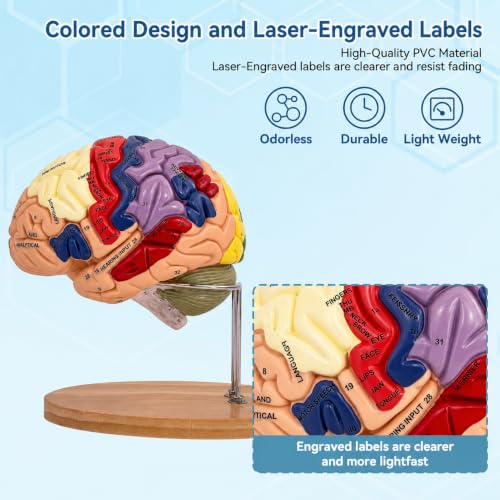 DSFGFRR Human Brain Model 2X Life‑Size, Brain Anatomy Model for Neuroscience, 4‑Part Detachable 3D Brain Model with Laser‑Engraved Labels and Stand for Psychology Neuroscience Learning