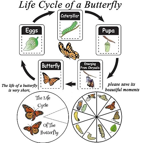 Butterfly Specimen Kit Includes pins, mounting Board, Spreading Tools, Display case, Labels, Forceps, Preserving and showcasing Butterfly specimens. (Insect Specimen Tools Kit)