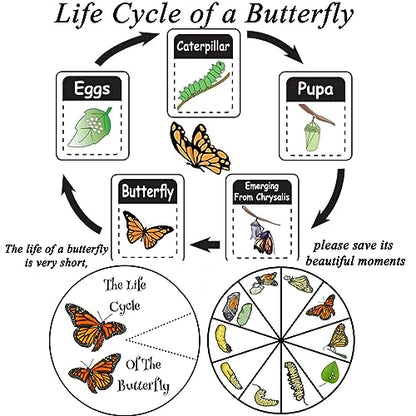 Butterfly Specimen Kit Includes pins, mounting Board, Spreading Tools, Display case, Labels, Forceps, Preserving and showcasing Butterfly specimens. (Insect Specimen Tools Kit)