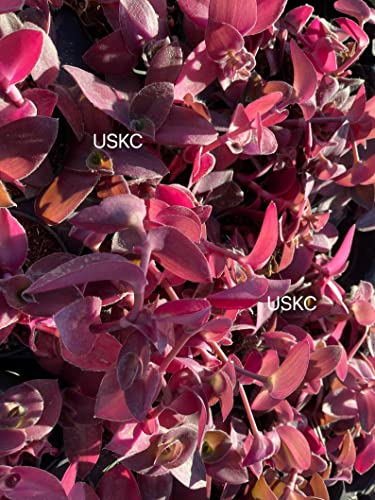 No Root Plant cuttings from USKC (3pcs Tradescantia ' Pale Puma' no Root cuttings) - color: 3pcs Tradescantia ' Pale Puma' no root cuttings